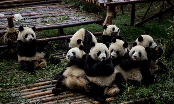 Die Pandaforschungs- und Aufzuchtstation bei Chengdu
