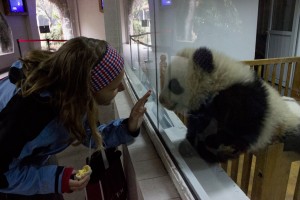 Giant Panda breeding and research center