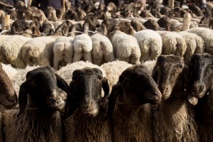El Mercado de Animales de Kashgar