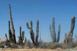 Hot springs and giant cacti– Cycling Baja California part 3