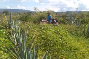 Home of Mariachis and Tequila – Jalisco by bike