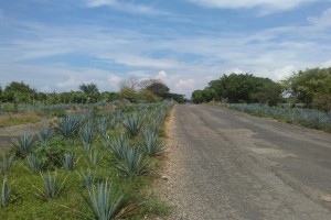 Im Land der Mariachis und des Tequilas – Jalisco mit dem Fahrrad