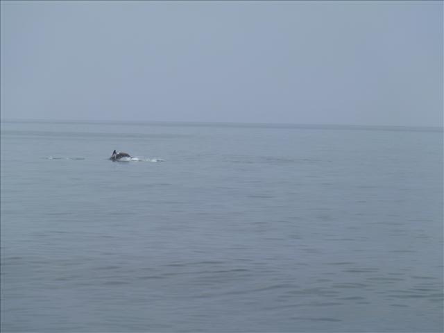 We see groups of dolphins in the Black Sea.