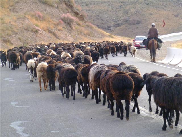 We shared the road with a lot of sheep
