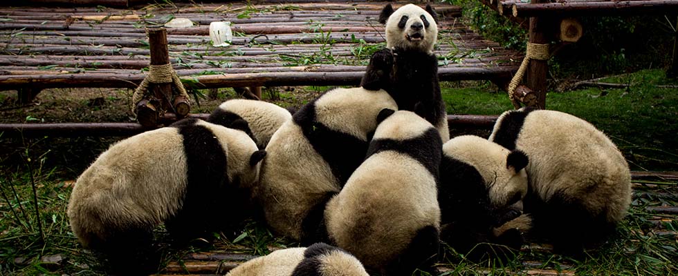 Pandas Feauture
