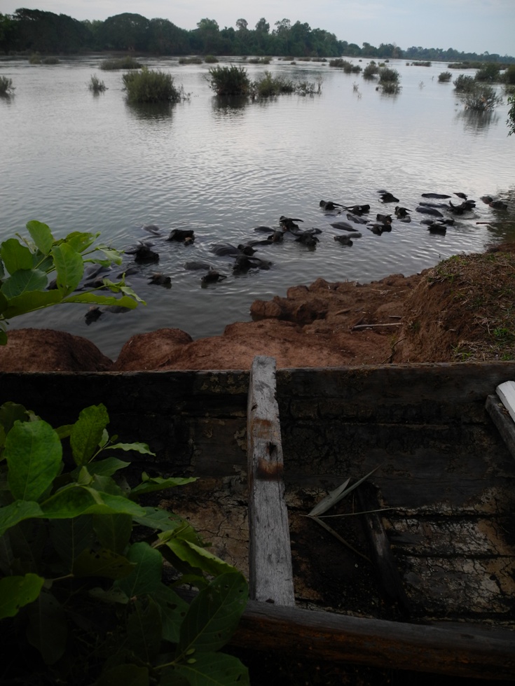 Wasserbüffel im Mekong bei Don Det