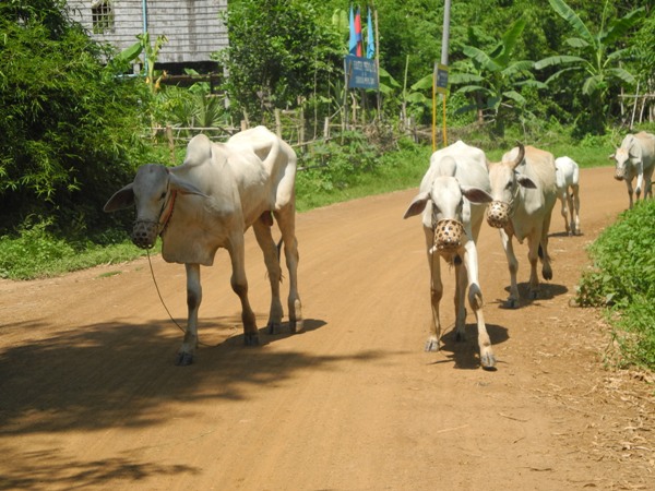 Freilaufende Kühe in kambodscha