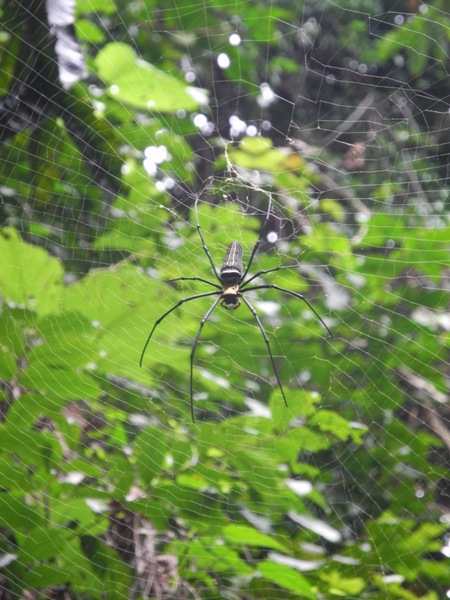 A giant spider in Khao Yai