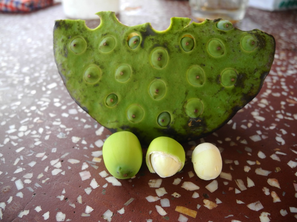 Seeds of a Lotus flower are white inside a thin green shell that sticks inside another green shell. 
