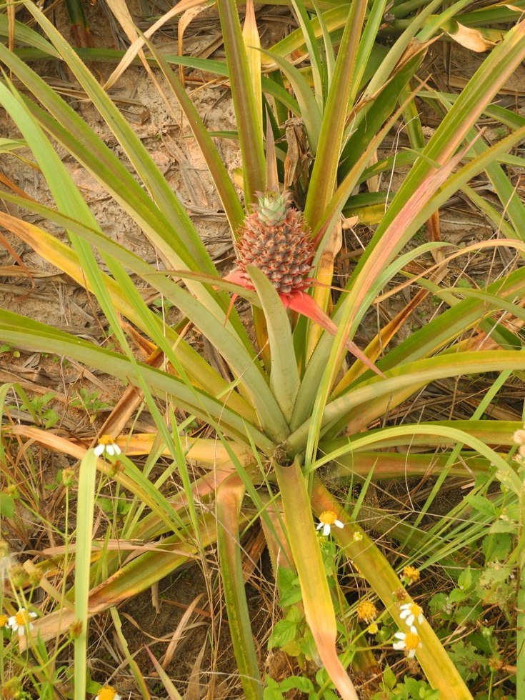 That's how pineapples grow