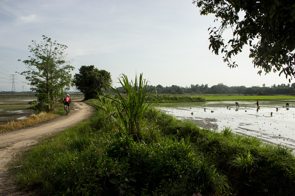 The Future Rice Bike Path in Kedah