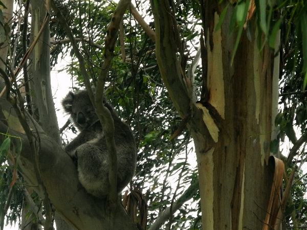 Koala in an Eucalyptus tree