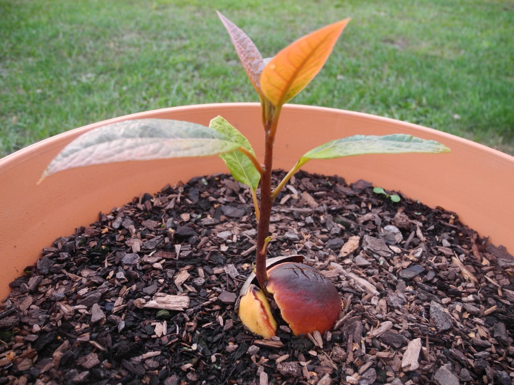 Avokado Pflanze als Baby