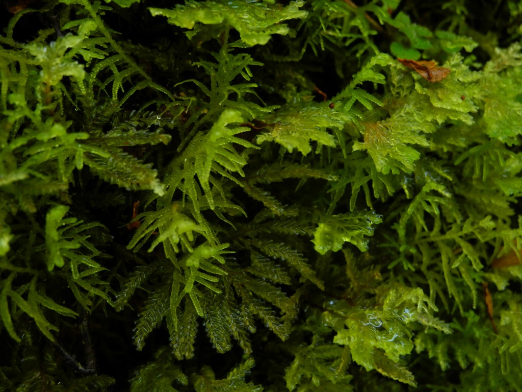 moss in the New Zealand rainforest