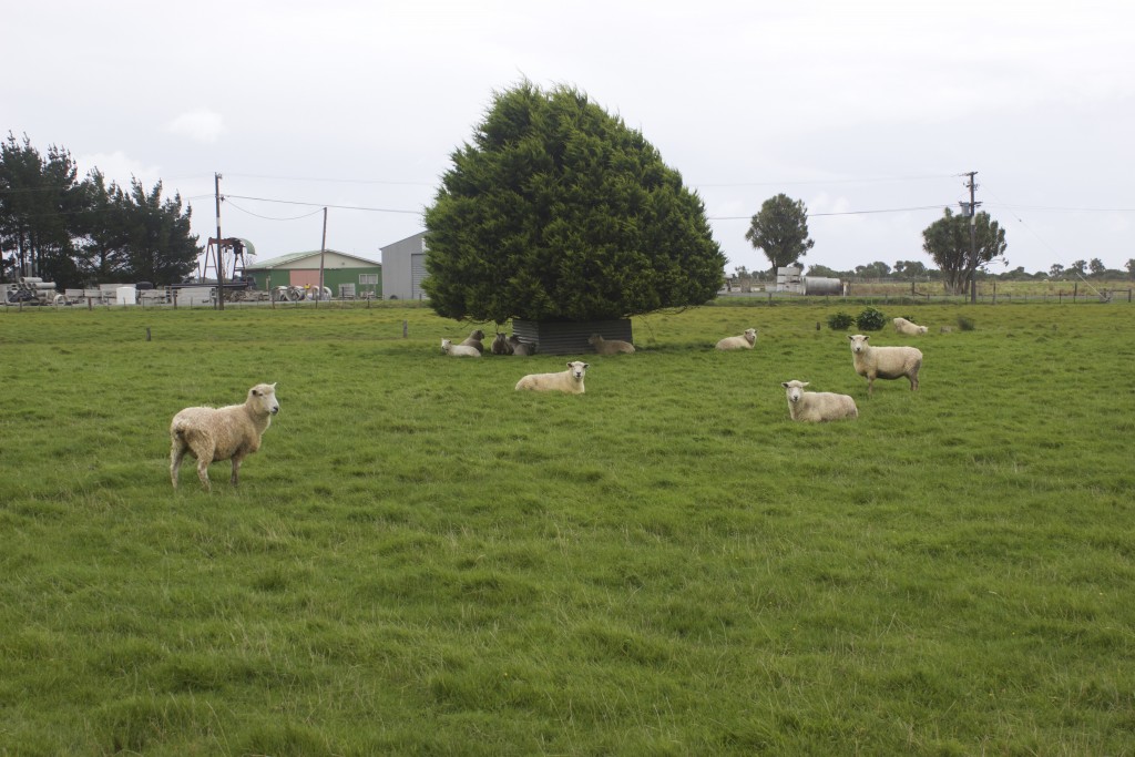 Sheep! In New Zealand? nahh never