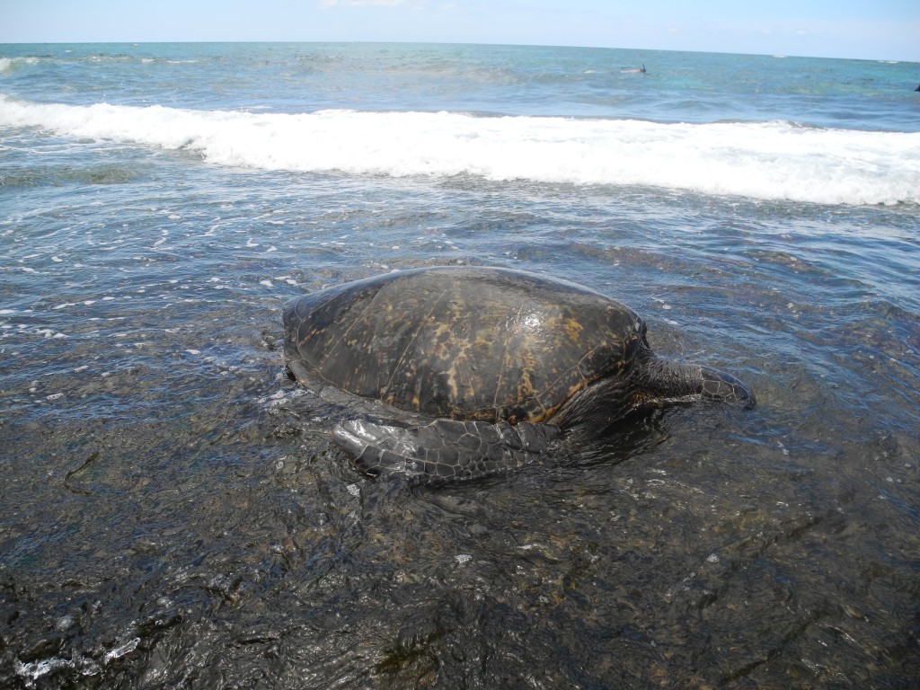 Big sea turtle on the way back into the sea