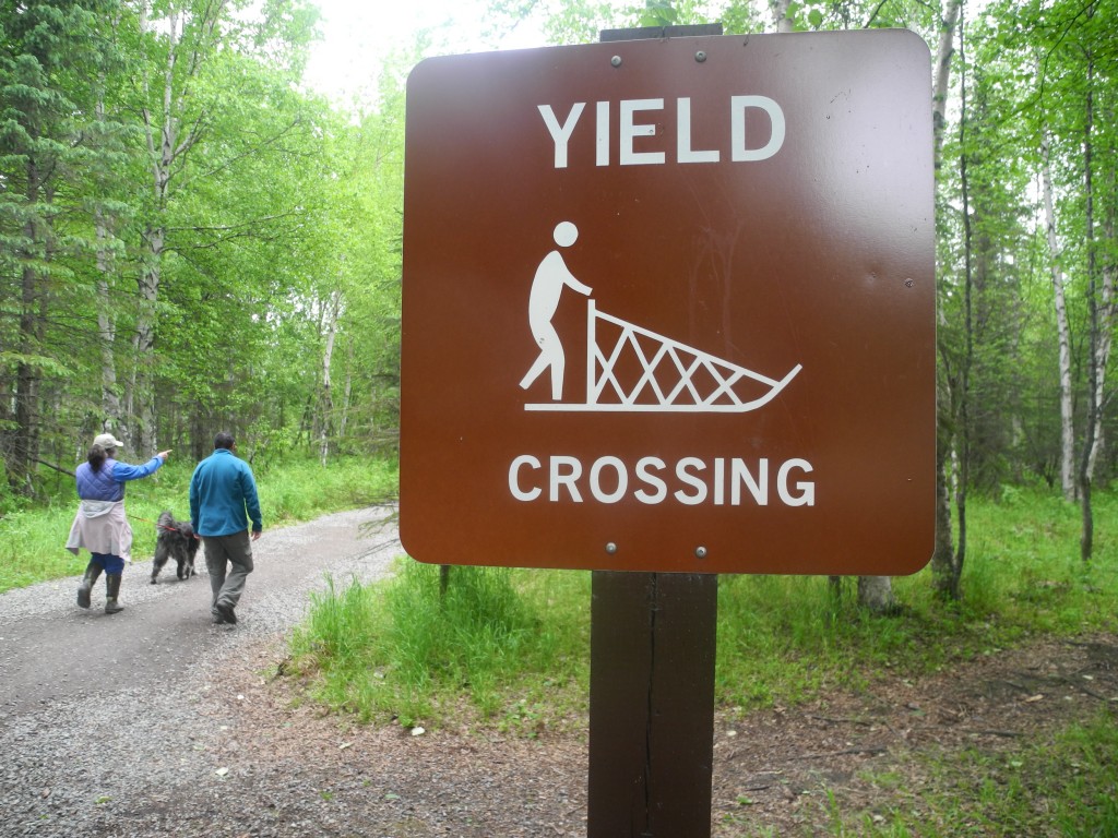 Yield for sled dogs