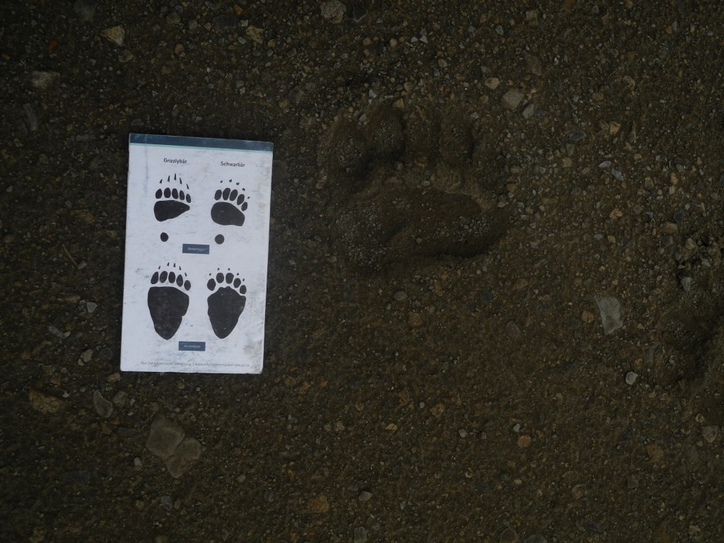 Black Bear tracks or Grizzly Tracks?
