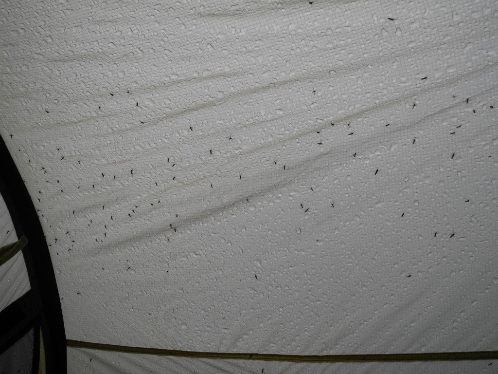 Mosquitoes in the tent