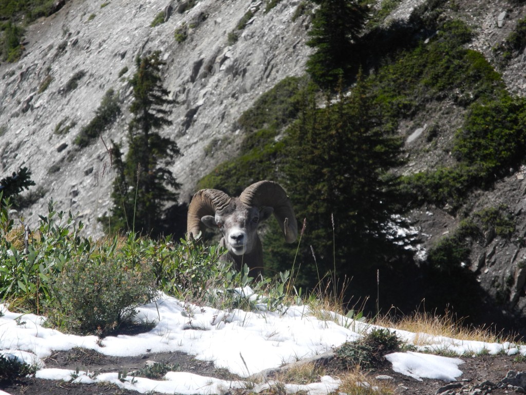 Mountain goat on the Wilcox Trail