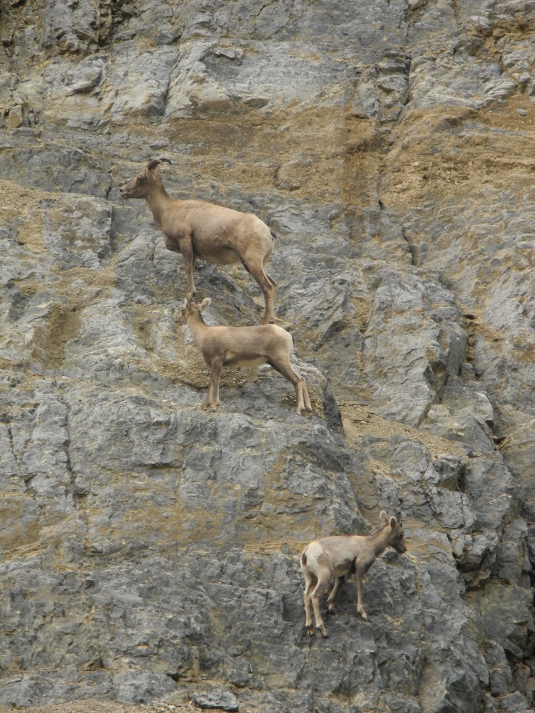 We saw Moutain Goats while cycling the Trans-Canada Highway