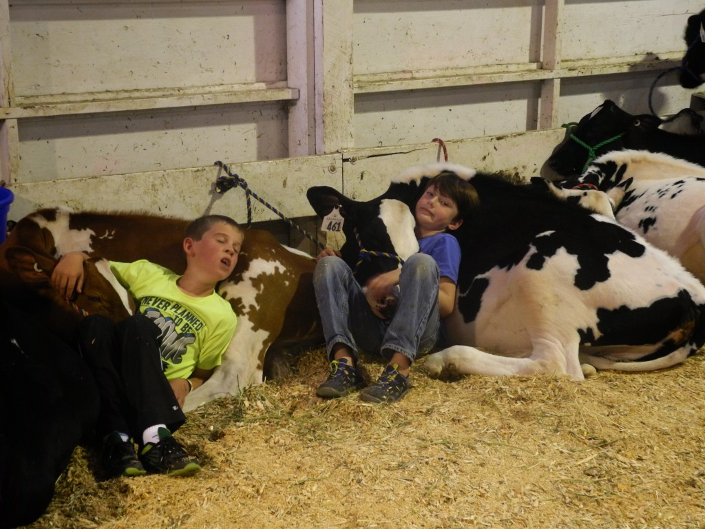 Kids napping with cows
