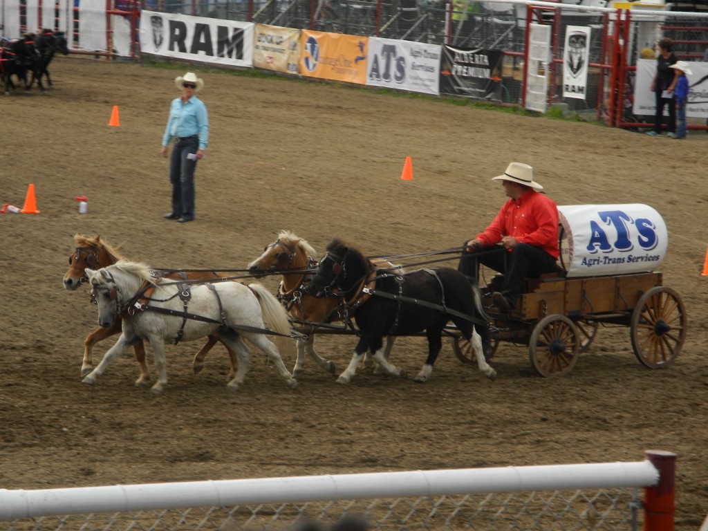 Miniature Horse Chariot Race