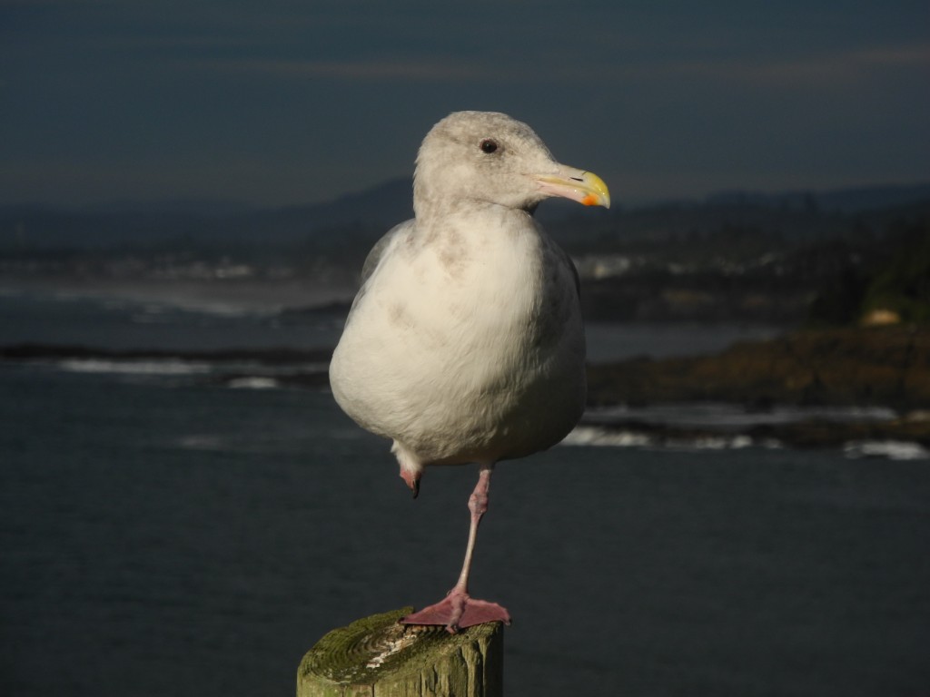 Seagull at the Pacific Ocean, Oregon