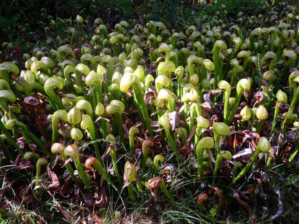 Darlingtonia Californica, a carnivorous plant 
