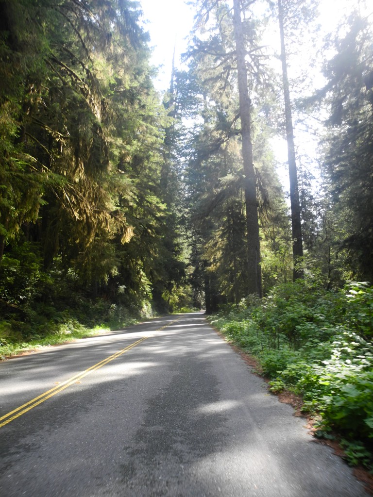cycling the redwood roads