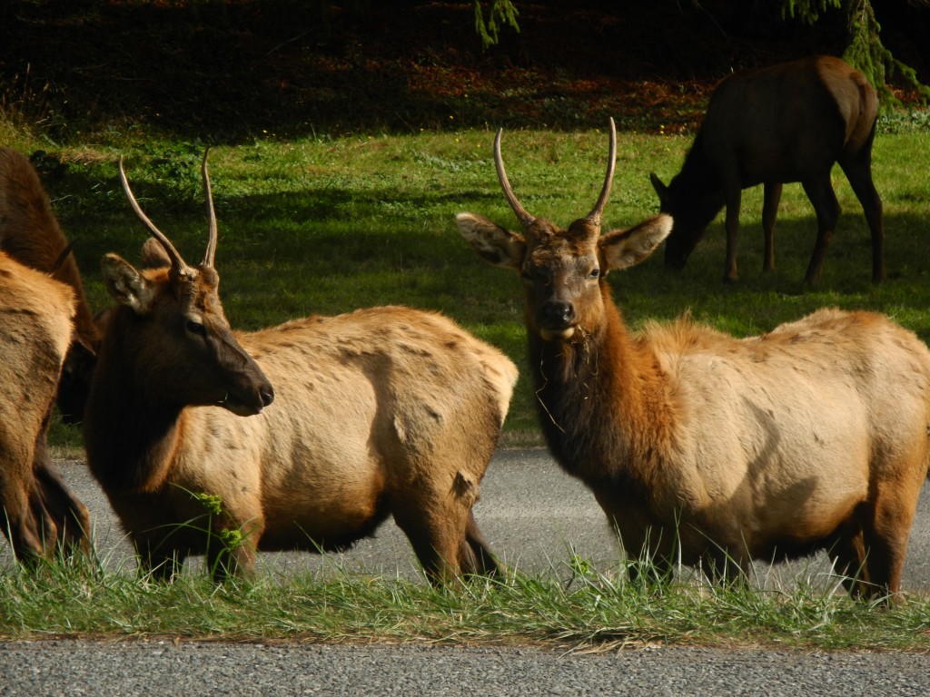 Elk in California
