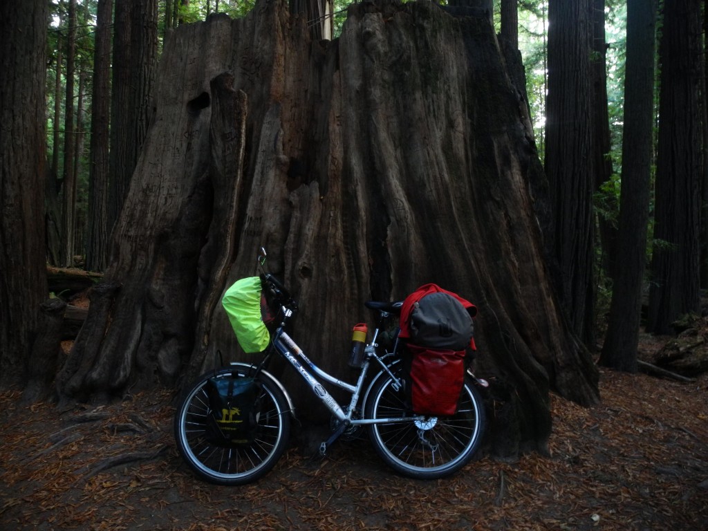 Huge redwood tree or tiny bicycle