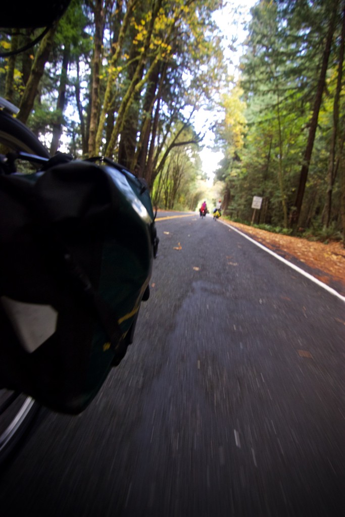 Relaxed rolling through the Avenue of the Giants