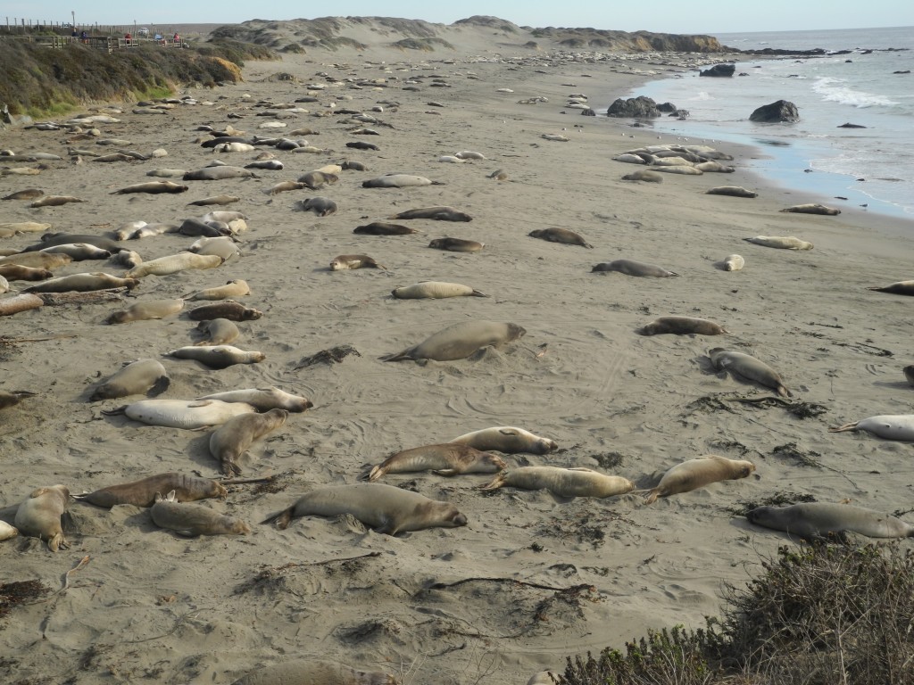 The Elephant Seals filled entire beaches!