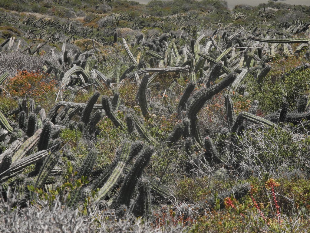 Cactus forest on Ensenada's hill