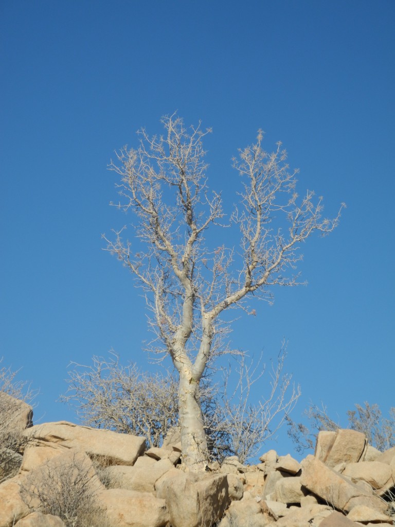 A tree that grew out of a tiny but of soil between the rocks