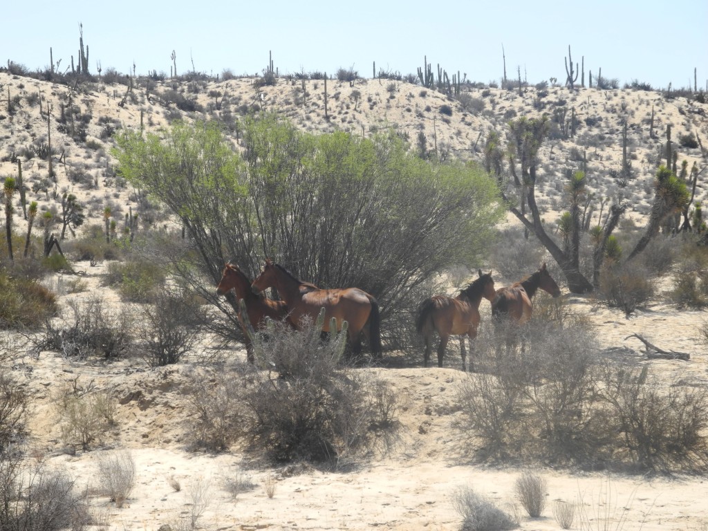 Wild horses in Baja California