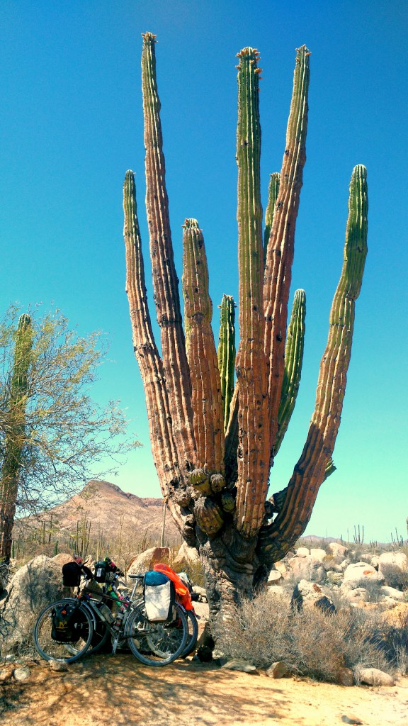 If only this cactus could talk!