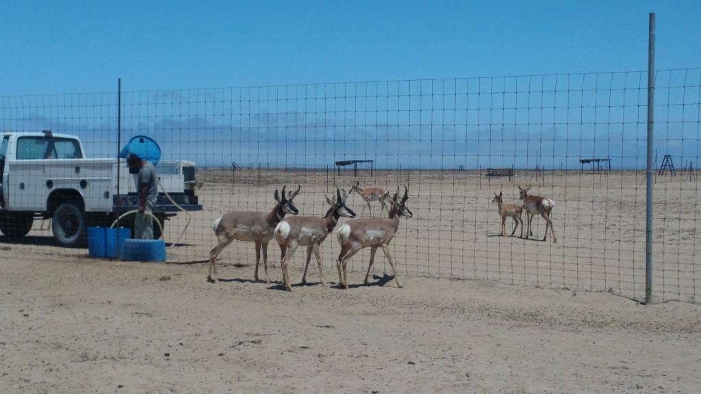 Wild Antelope Sanctuary in Mexico