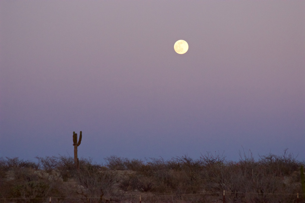 Desert nd lonesome cactus at night