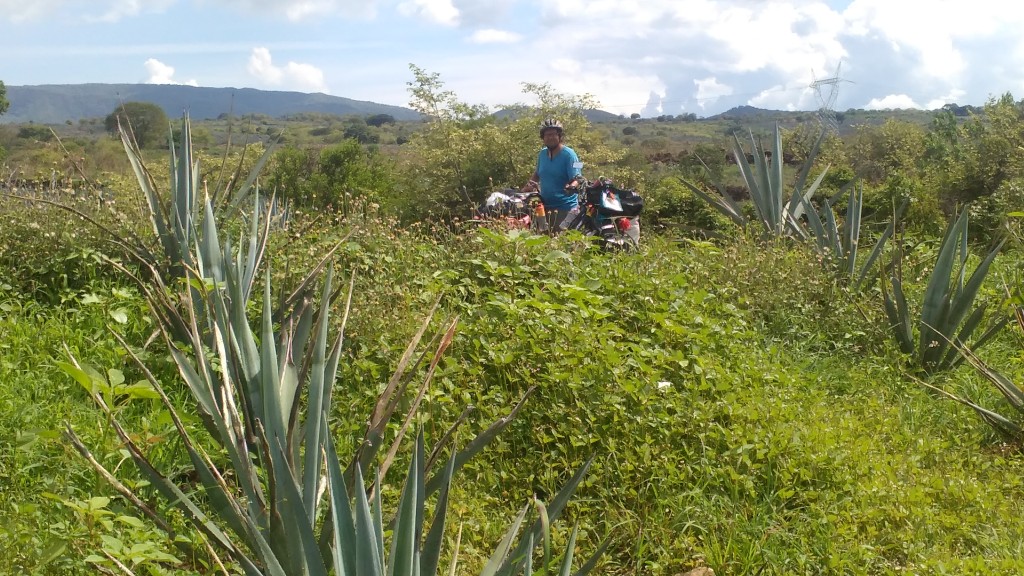 Roberto cycling through agave fields