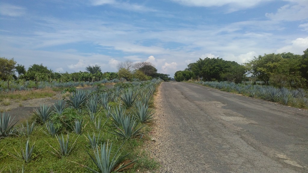 Blue Agave fields