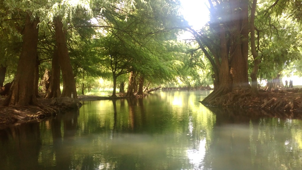 Mangroves in Camécuaro lake in Michoacán