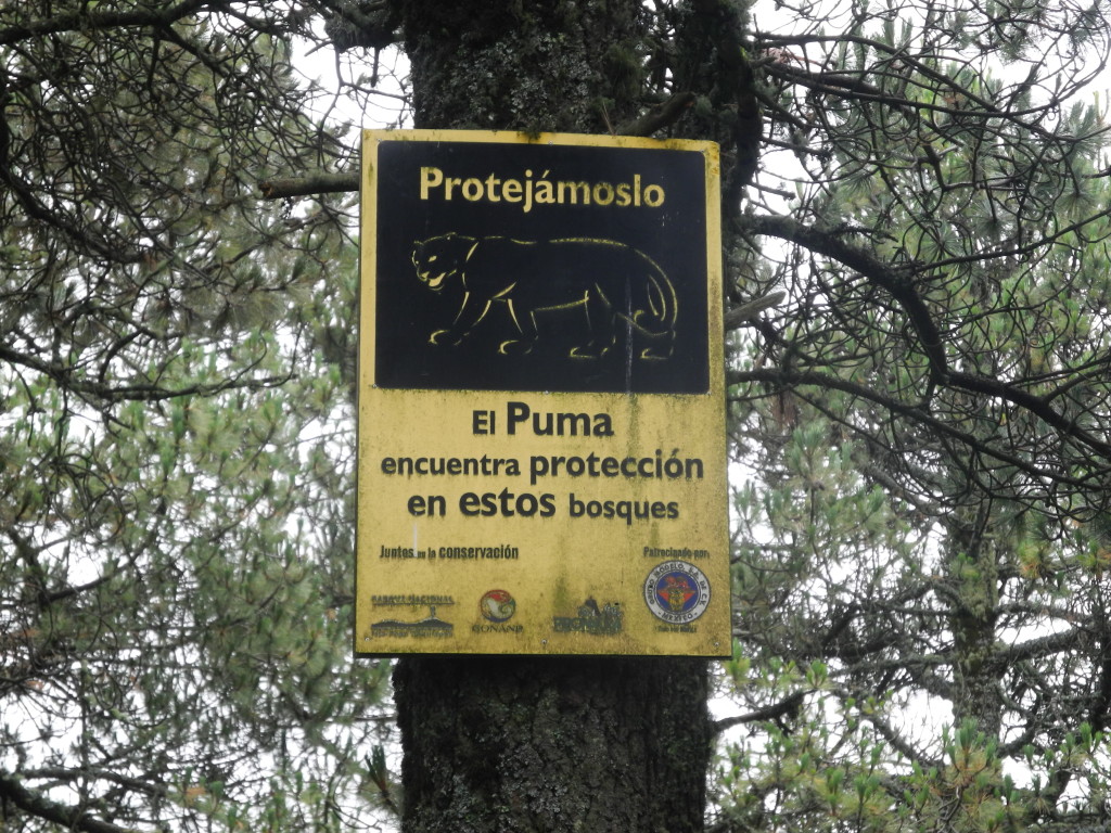 Puma territory at the Paso de Cortes, Mexico