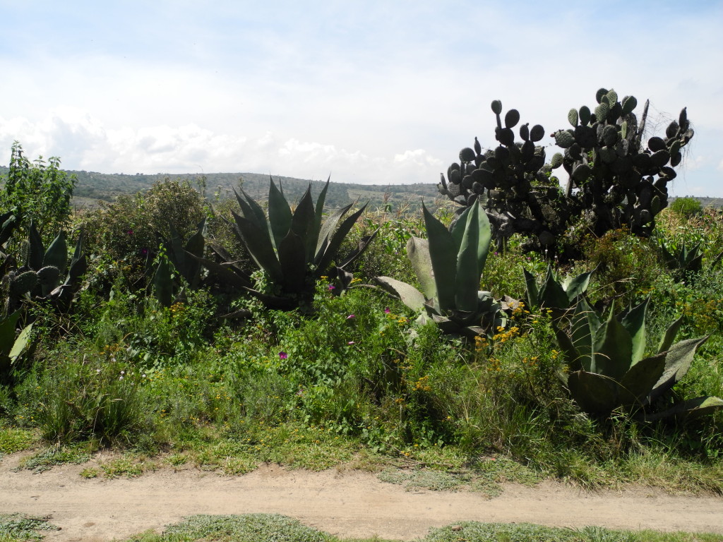 Mexican typical landscape
