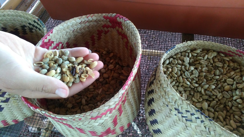 Roasted and unroasted coffee beans