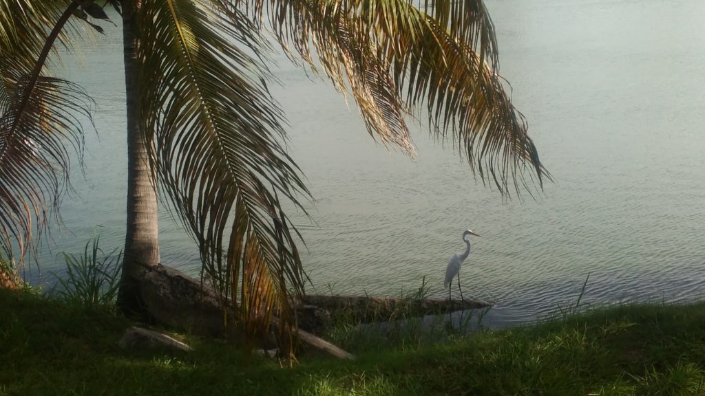 Villahermosa is home to some herons