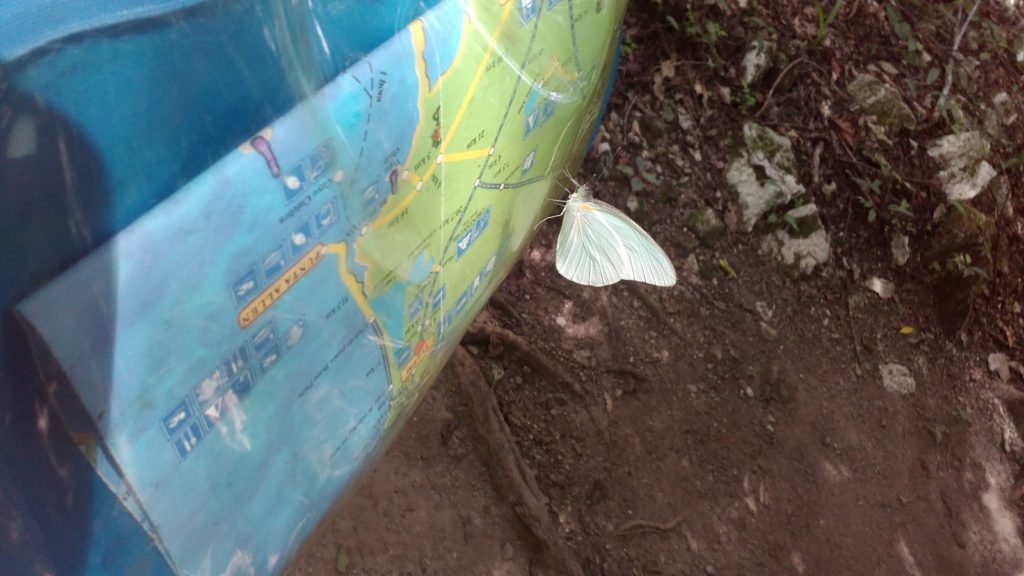 White butterfly on a map