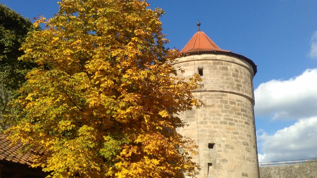 Yellow tree in front of the castle Rosenburg in Kronach