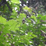 A giant spider in Khao Yai